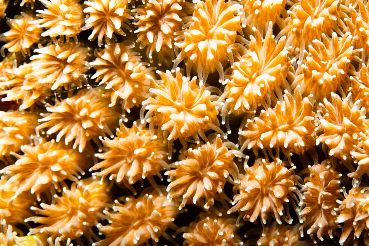 Galaxea coral and reef fish in the waters off Saipan